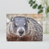 Nah-up Groundhog Portrait Postkarte