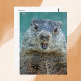 Nah-up Groundhog Portrait Postkarte