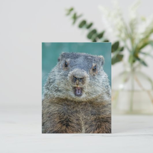 Nah-up Groundhog Portrait Postkarte (Stehend Vorderseite)