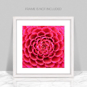 Nah-up Hot-Pink-Blume Foto-Erweiterung Fotodruck