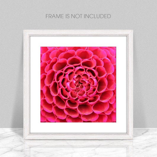 Nah-up Hot-Pink-Blume Foto-Erweiterung Fotodruck