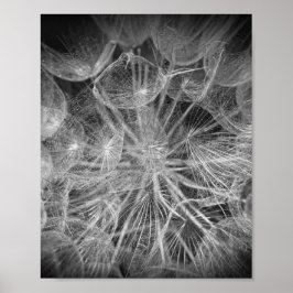 Nah Up Macro Dandelion Puffball Nature Poster