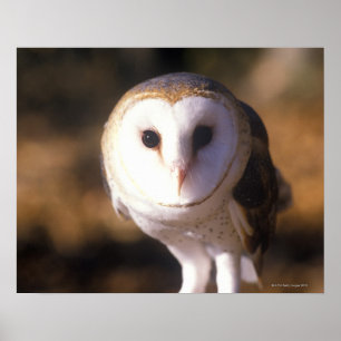 "Nah-up of Barn Owl, Land between Lake, KY" Poster