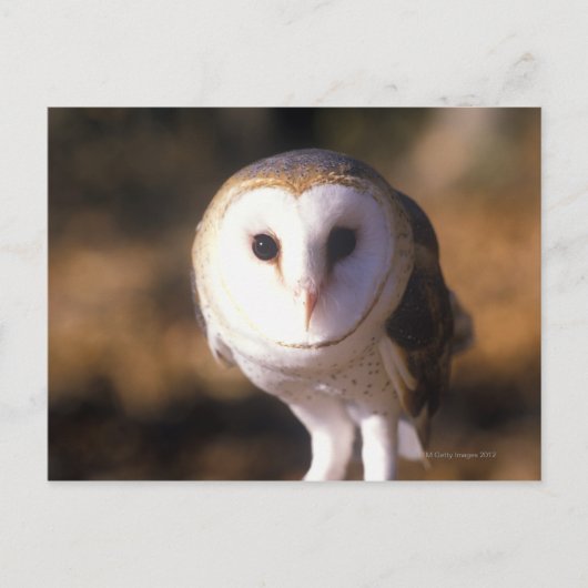 "Nah-up of Barn Owl, Land between Lake, KY" Postkarte (Vorderseite)