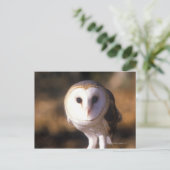 "Nah-up of Barn Owl, Land between Lake, KY" Postkarte (Stehend Vorderseite)