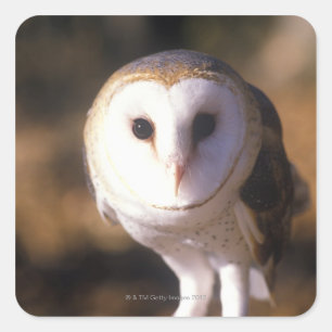 "Nah-up of Barn Owl, Land between Lake, KY" Quadratischer Aufkleber