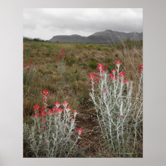 Nah-up of Desert Pflanze, Del Rio, Texas, USA Poster