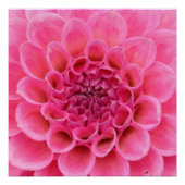 Nah-up-Pink-Blume-Poster Poster (Vorderseite)