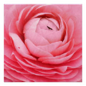Nah-up-Pink-Blume-Poster Poster (Vorderseite)