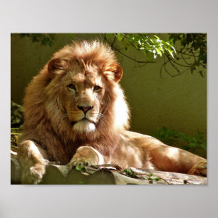 Nah-up Portrait of Lion Poster