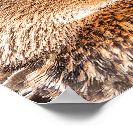 Nah-Up-Portrait von Mallard Duck Poster (Ecke)