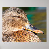 Nah-Up-Portrait von Mallard Duck Poster (Vorne)