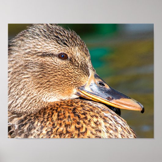 Nah-Up-Portrait von Mallard Duck Poster (Vorne)