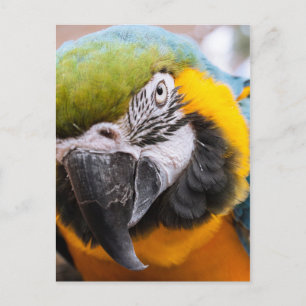 Nah-Up-Postkarte für Macaw Postkarte