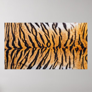 Nah-Up Shot of Real Indo-Chinese Tiger (Panthera) Poster