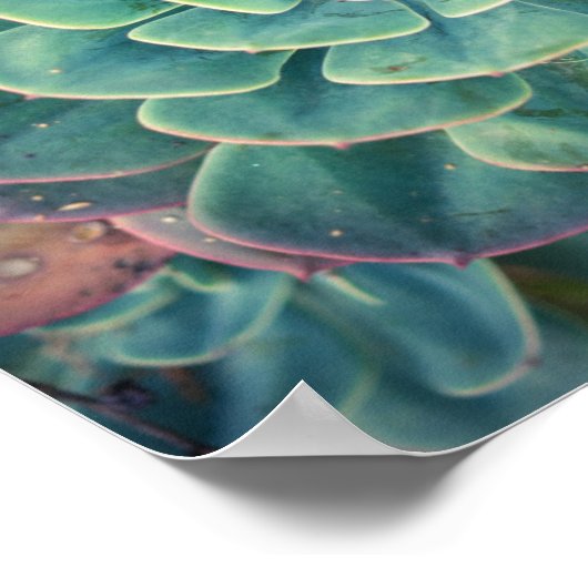 Nah-up Sukkulent Poster (Ecke)