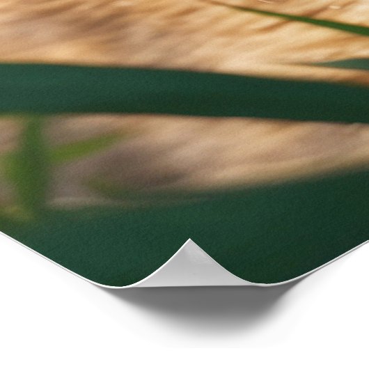 *~* Nah Up Tabby Kitty Cat 5:4 Feline Kitten Poster (Ecke)