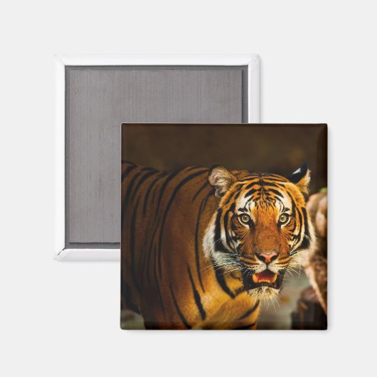 Nah-up Tiger Magnet (Vorderseite/Rückseite)