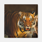 Nah-up Tiger Magnet (Vorne)