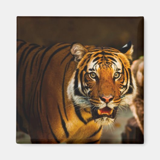 Nah-up Tiger Magnet (Vorne)