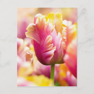 Nah-up-Tulips Postkarte