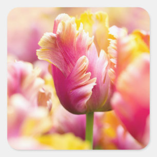 Nah-up-Tulips Quadratischer Aufkleber
