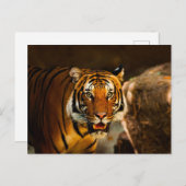 Nah-up Vibrant Tiger Postkarte (Vorne/Hinten)