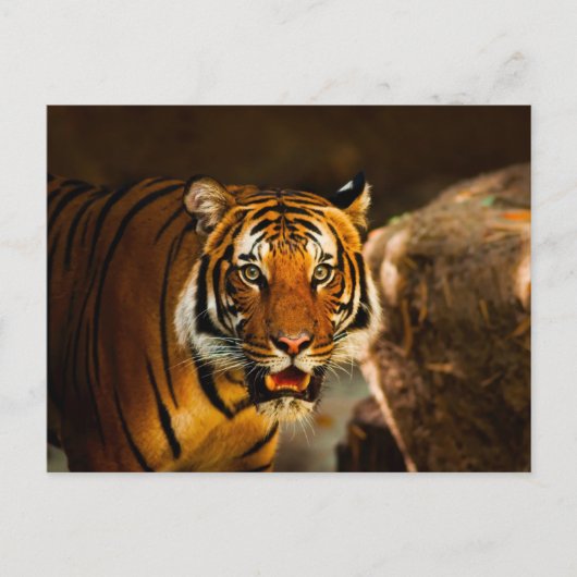 Nah-up Vibrant Tiger Postkarte (Vorderseite)