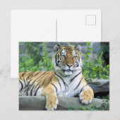 Nah-up Vibrant Tiger Postkarte (Vorne/Hinten)