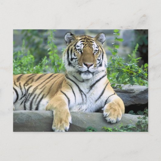 Nah-up Vibrant Tiger Postkarte (Vorderseite)