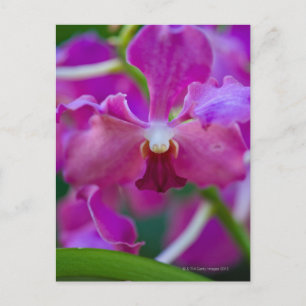 Nah-up von Rosa Orchideen Postkarte