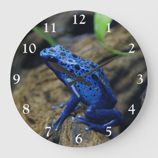 Nah von einer Blue Poision Dart Frog Square Wall Große Wanduhr (Vorderseite)