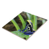 Nahaufnahme Costa Rican Kobalt-des färbenden Fliese (Seite)