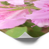 Nahaufnahme der Azaleenblüte Poster (Ecke)