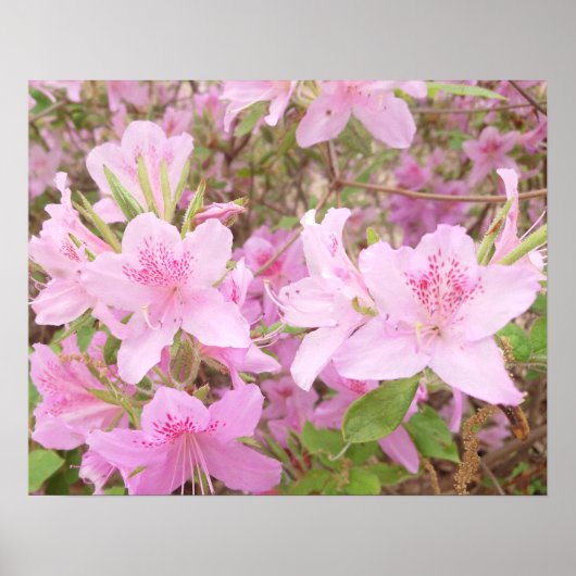 Nahaufnahme der Azaleenblüte Poster (Vorne)