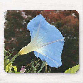 Nahaufnahme der blauen Herbst-Prächtigen Winde  Mousepad