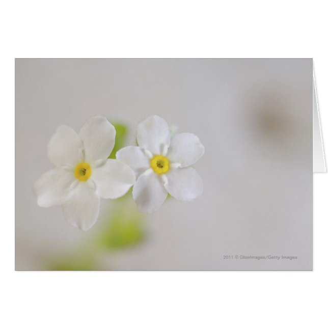 Nahaufnahme der Blumen (Vorderseite (Horizontal))