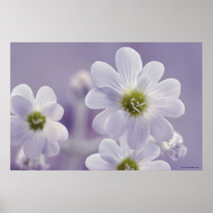 Nahaufnahme der Blumen Poster