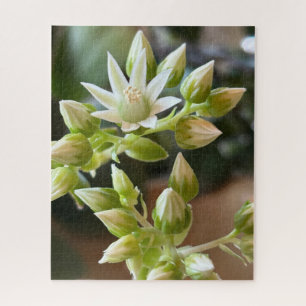 Nahaufnahme der Blüten von Haworths Aeonium Puzzle
