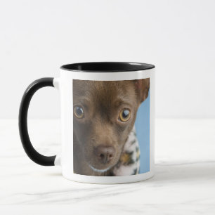 Nahaufnahme der Chihuahua mit Pelzkragen Tasse