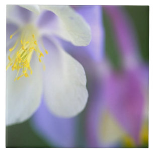 Nahaufnahme der Colorado-Columbine-Blume. Fliese