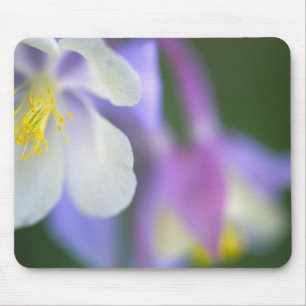 Nahaufnahme der Colorado-Columbine-Blume. Mousepad