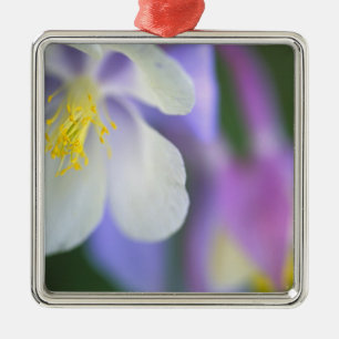 Nahaufnahme der Colorado-Columbine-Blume. Ornament Aus Metall