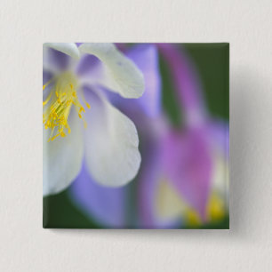 Nahaufnahme der Colorado-Sumpfdotterblume. Button