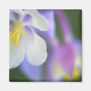 Nahaufnahme der Colorado-Sumpfdotterblume. Magnet
