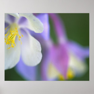 Nahaufnahme der Colorado-Sumpfdotterblume. Poster
