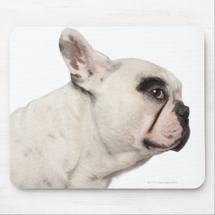 Nahaufnahme der französischen Bulldogge (4 Jahre Mousepad