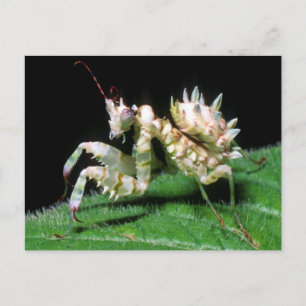 Nahaufnahme der Hottentot-Mantis Postkarte