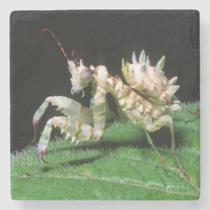 Nahaufnahme der Hottentot-Mantis Steinuntersetzer