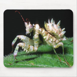 Nahaufnahme der Hottentotten-Mantis Mousepad